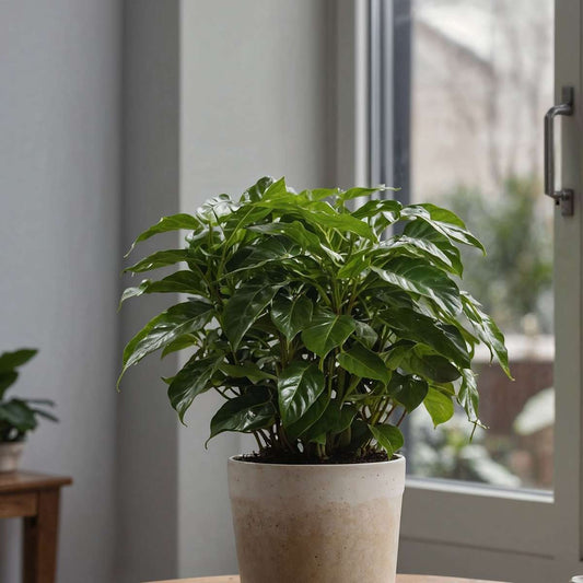 Coffee plant - 4 pcs. - Coffea arabica - Height 25-40cm - ⌀12cm