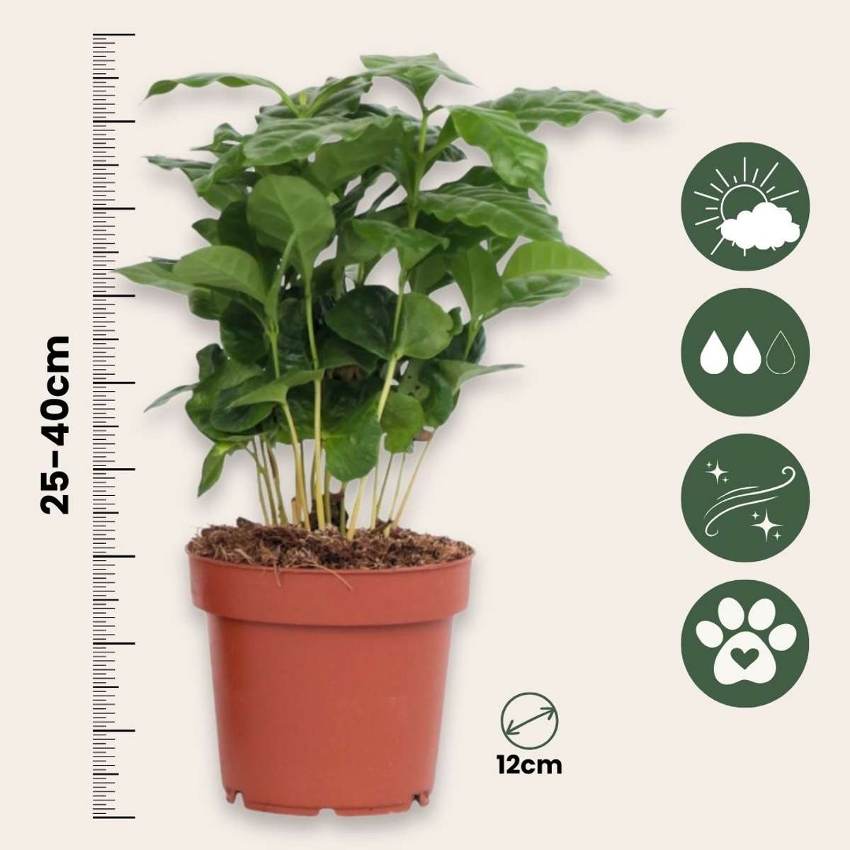 Coffee plant - 4 pcs. - Coffea arabica - Height 25-40cm - ⌀12cm