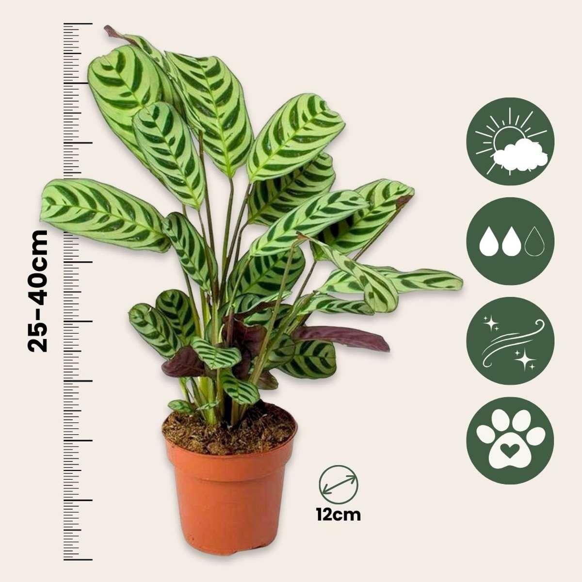 Never Never Plant - Ctenanthe 'burle-marxii' - Height 25-40cm - ⌀12cm