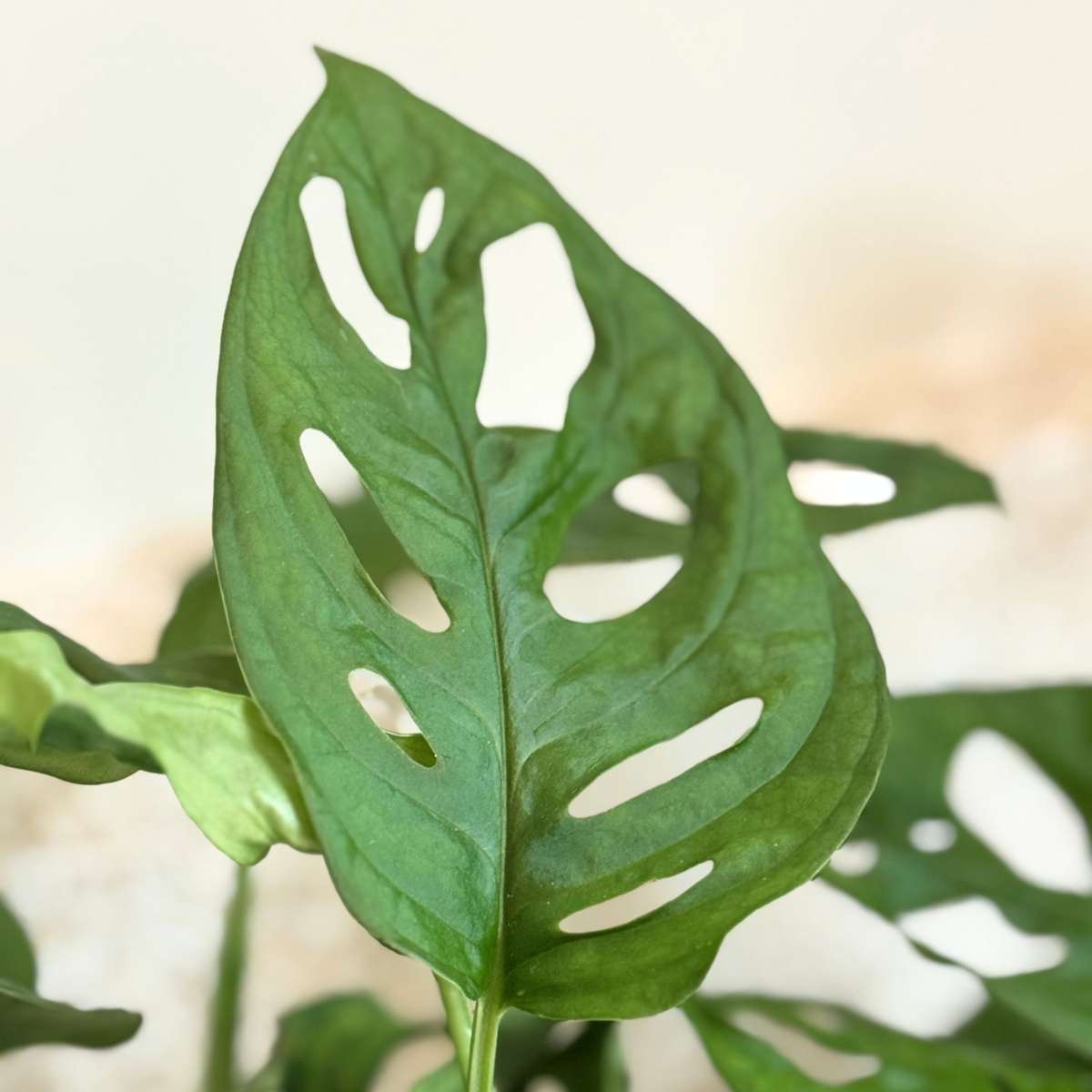 Mini Swiss Cheese Plant - 2 pcs. - Monstera 'Monkey Mask' - H25-30cm - ⌀12cm