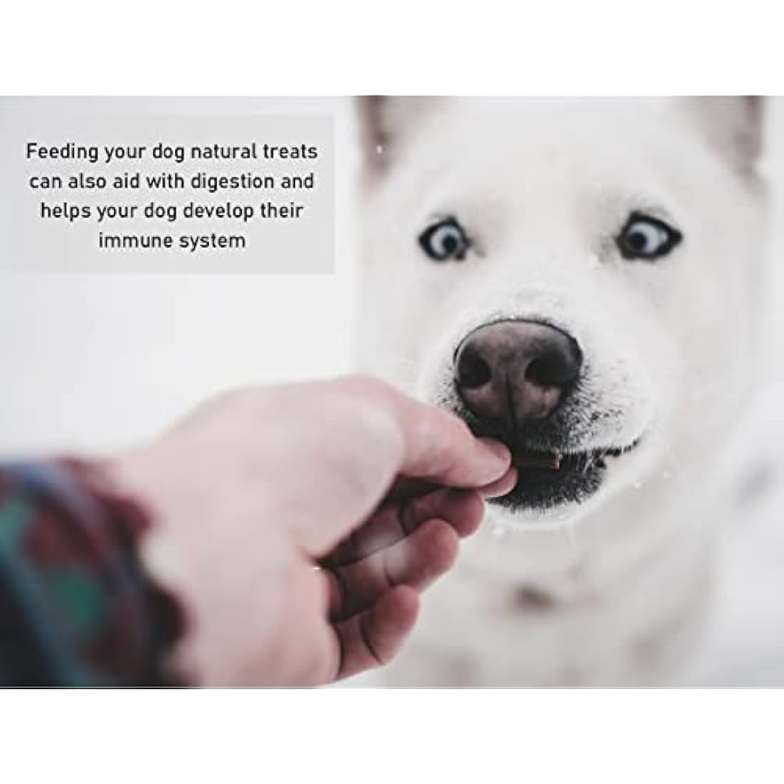 Premium Quality Large Pigs Ears (Pack of 10) Natural Dog Treats Chews PEC