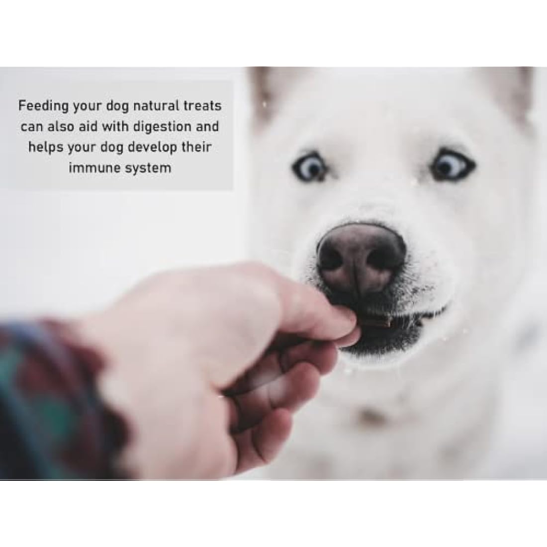Paddywack 1kg Natural Dog Treats Chews LOD3