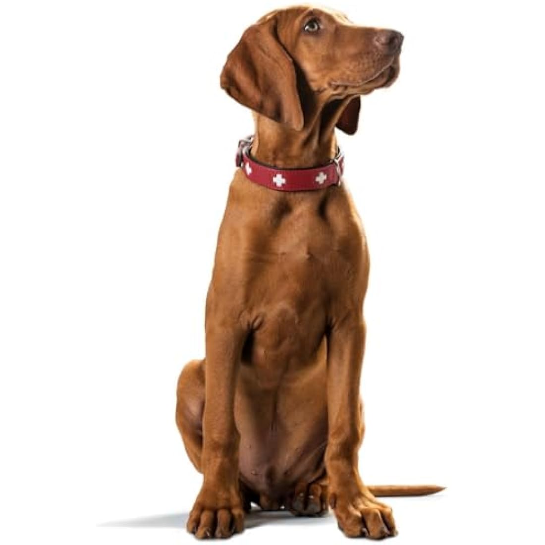HUNTER Collar Swiss 70 Organic Leather, 56.0-63.5 cm, Red/Black