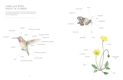 Birds, Bees & Blossoms: A step-by-step guide to botanical and animal watercolour painting