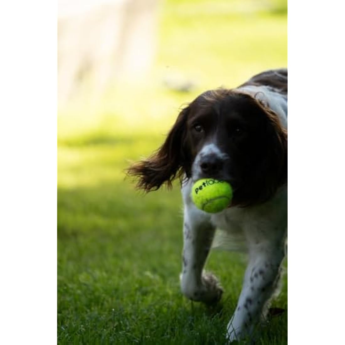 Petface Super Tennis Balls for Dogs - Durable, High-Visibility Fetch Toy for Outdoor Play (3 Pack)