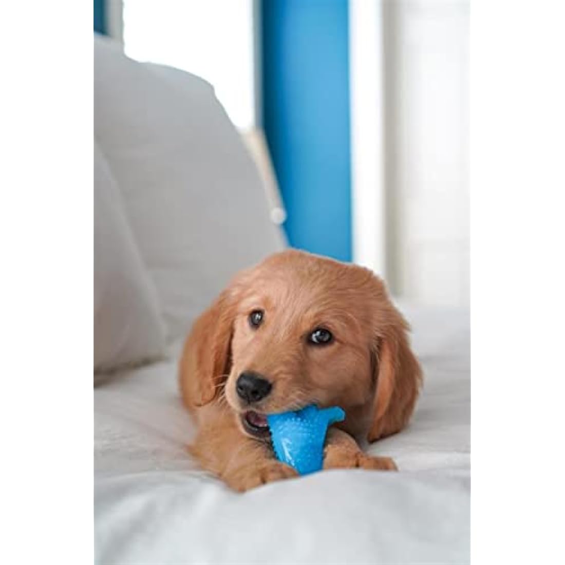 Nylabone Gentle Puppy Dog Teething Dental Dino Chew Toy, Chicken Flavour, Small, for Puppies Up to 11 kg