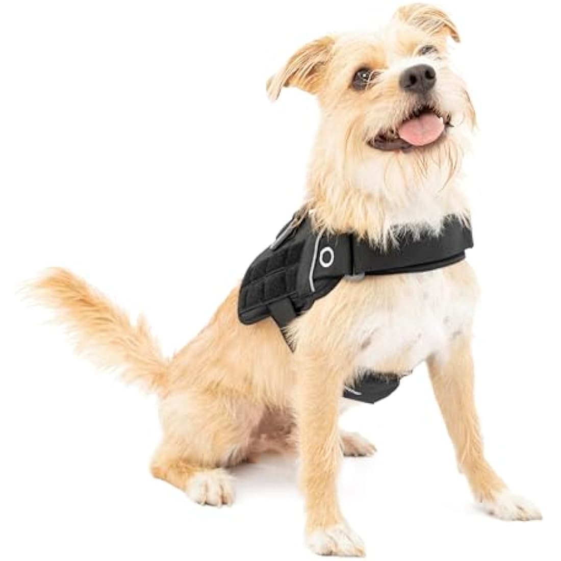 Kurgo RSG Dog Townie Harness, Easy On/Off Dog Hiking Harness, Adjustable, MOLLE Compatible, Small-Black