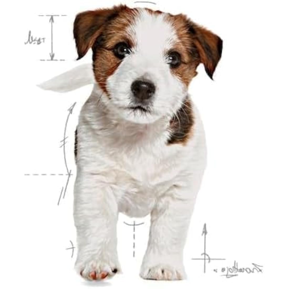 Royal Canin Mini Puppy Dry Dog Food 800g