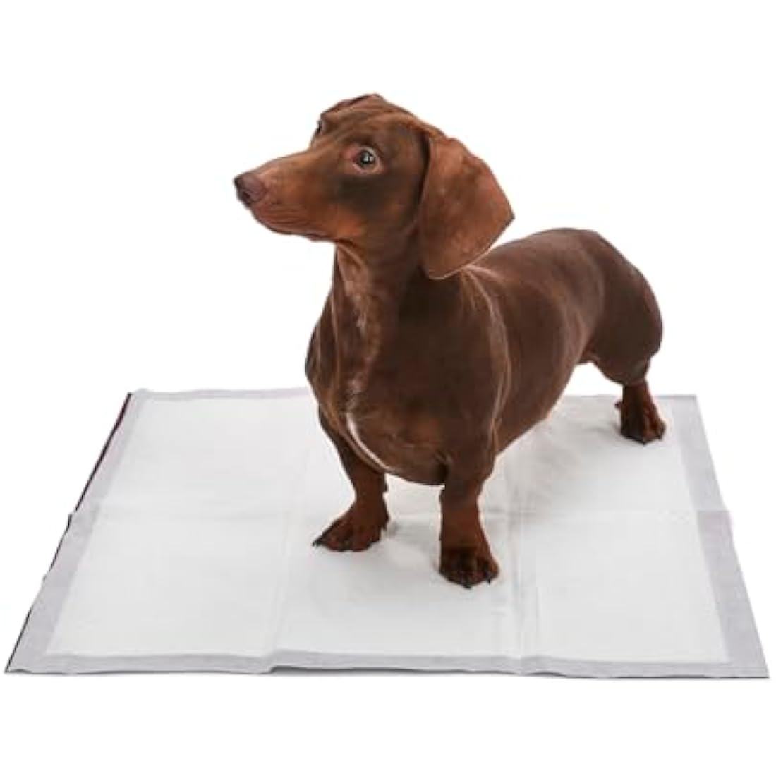 Petface Planet Compostable & Biodegradable Puppy Pads, Pack of 50 Eco-Friendly Pads, 56 x 57 cm