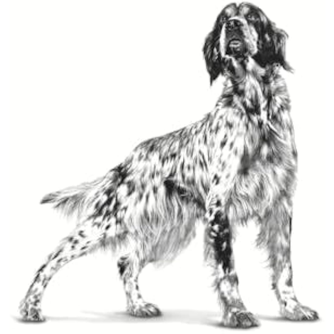 ROYAL CANIN Pill Assist (medium and large dog) 224g