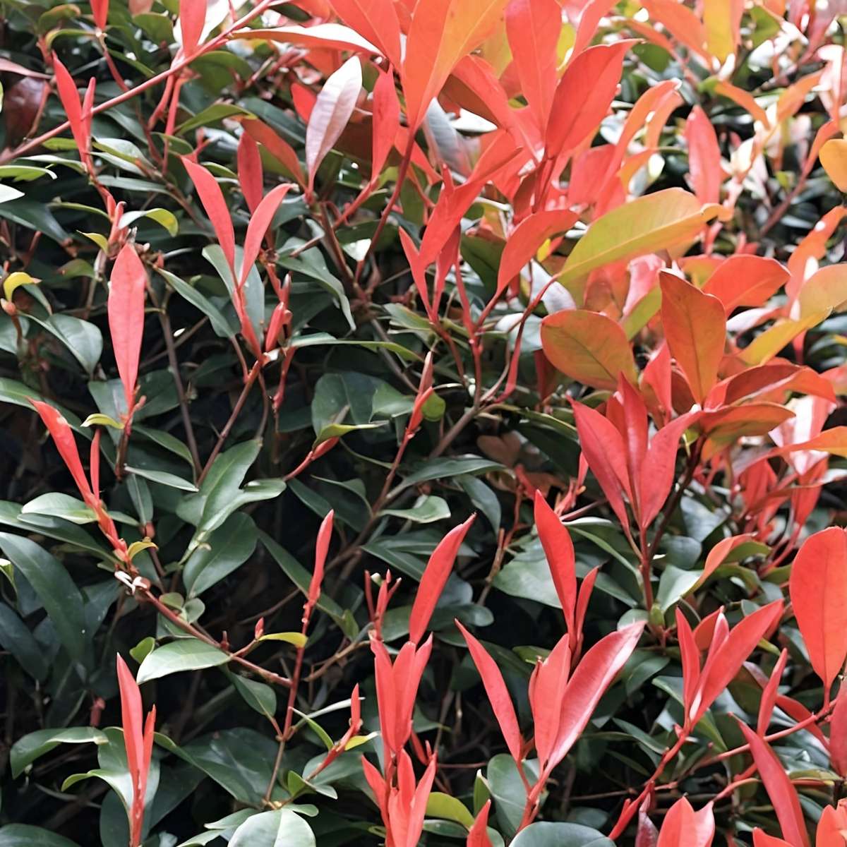 Christmas berry - 2 pcs. - Photinia fraseri 'Red Robin' - Height 30-40cm - ⌀17cm