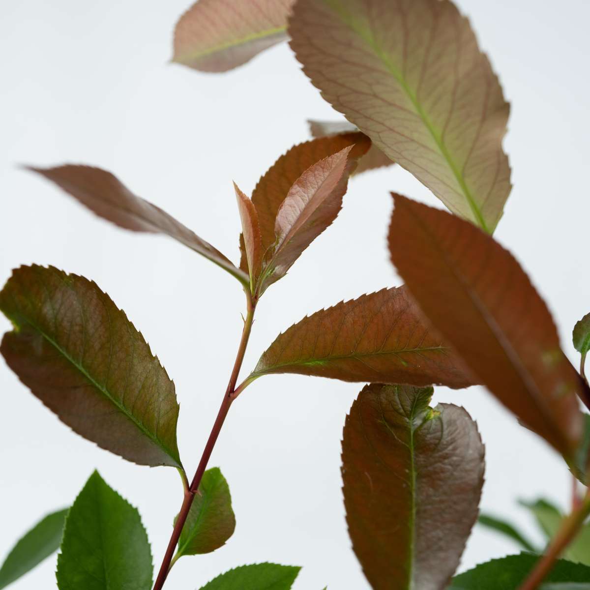 Christmas berry - 6 pcs. - Photinia fraseri 'Red Robin' - Height 30-40cm - ⌀17cm