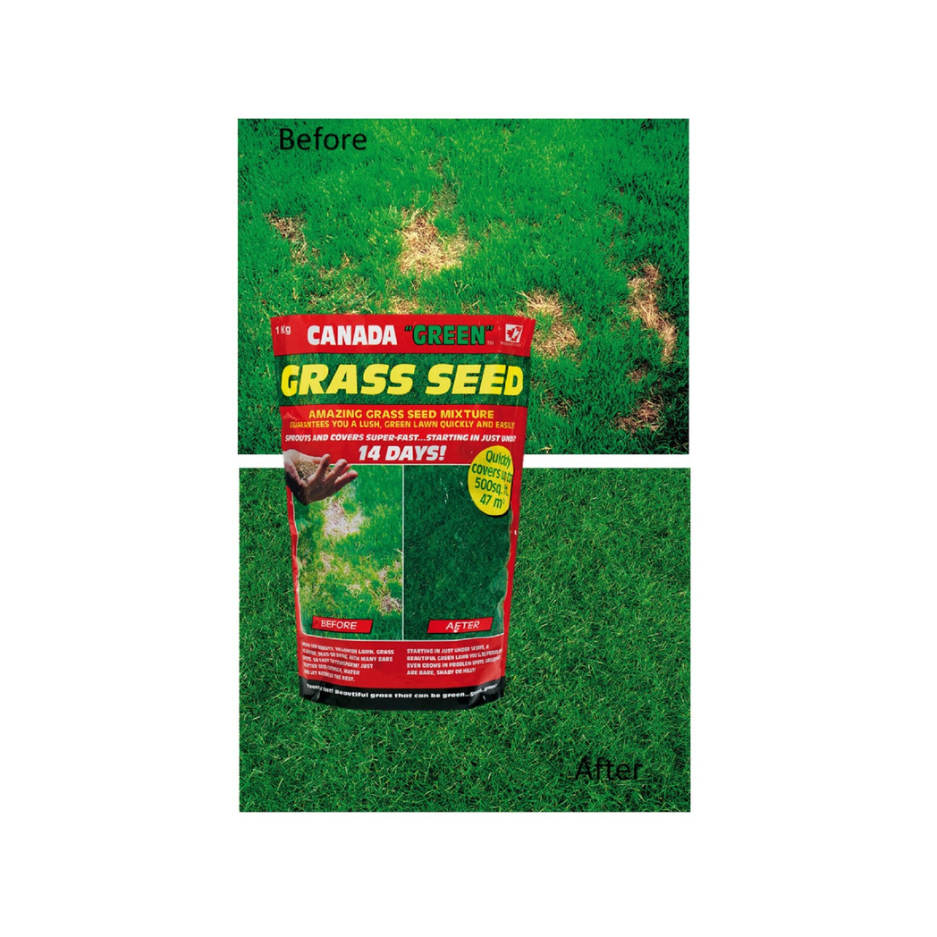 Canada Green Grass Seed 500g