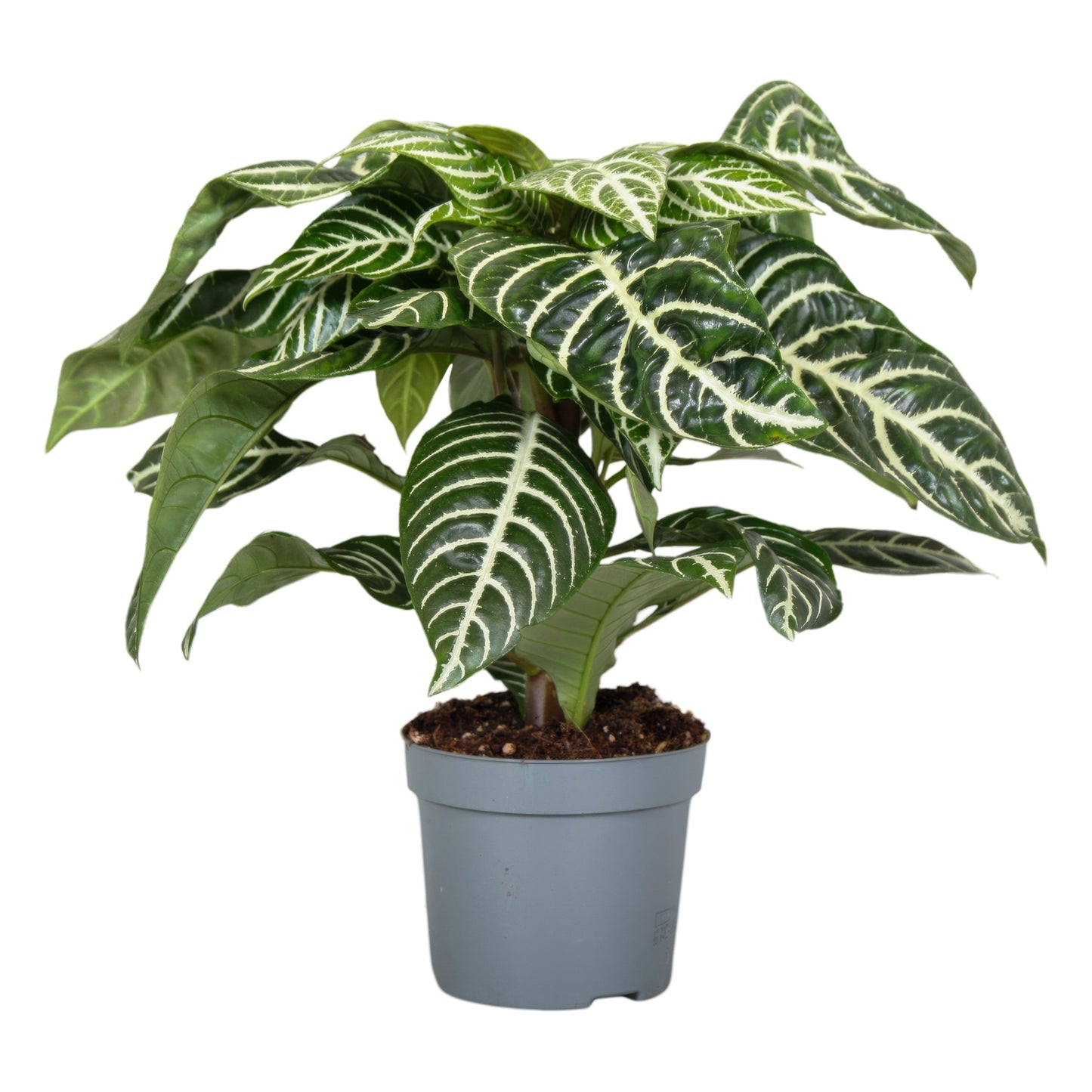 Aphelandra Squarrosa Green