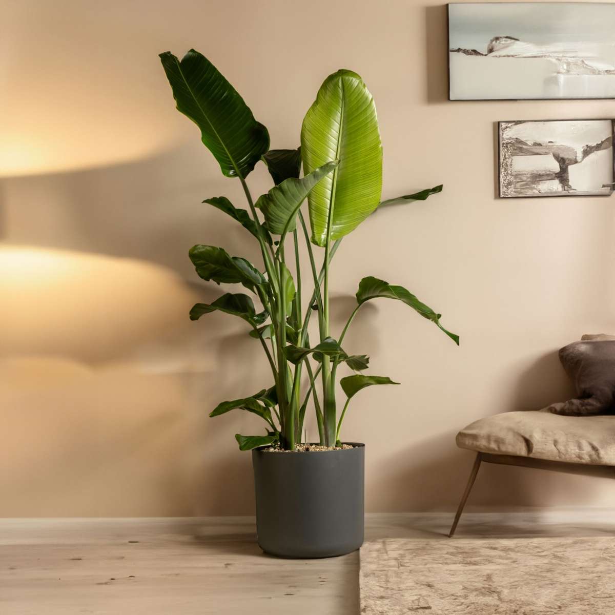Giant Bird of Paradise - 2 pcs. - Strelitzia nicolai - Height 55-70cm - ⌀17cm