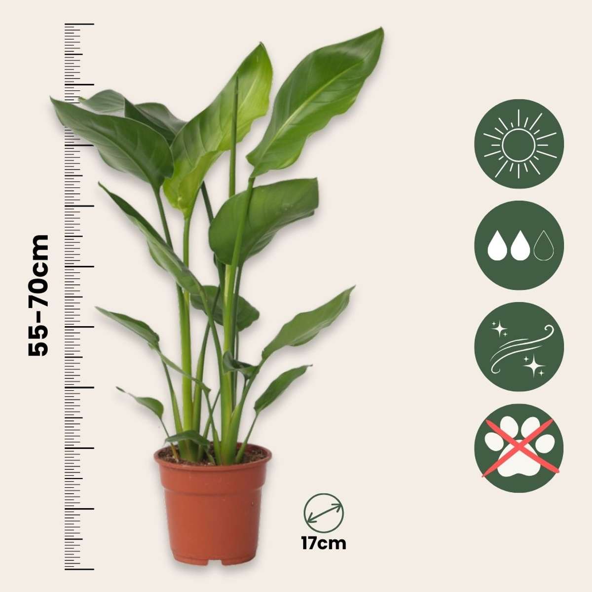 Giant Bird of Paradise - 2 pcs. - Strelitzia nicolai - Height 55-70cm - ⌀17cm