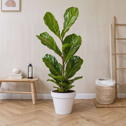Fiddle-leaf fig - 2 pcs. - Ficus Lyrata - Height 70-90cm - ⌀21cm