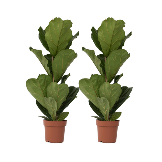 Fiddle-leaf fig - 2 pcs. - Ficus Lyrata - Height 70-90cm - ⌀21cm