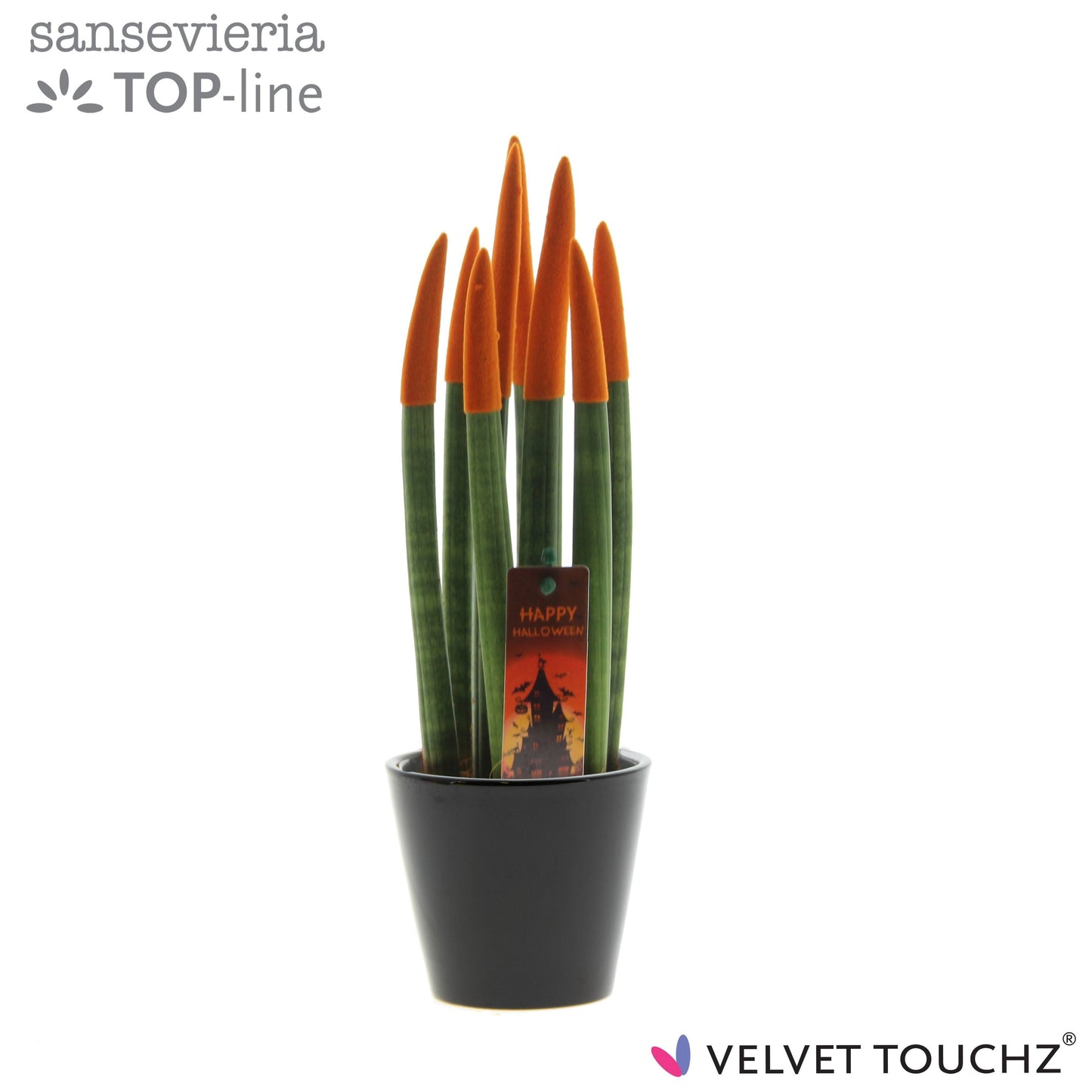 Sans Cyl Velvet Touch Halloween Keramiek Zwart
