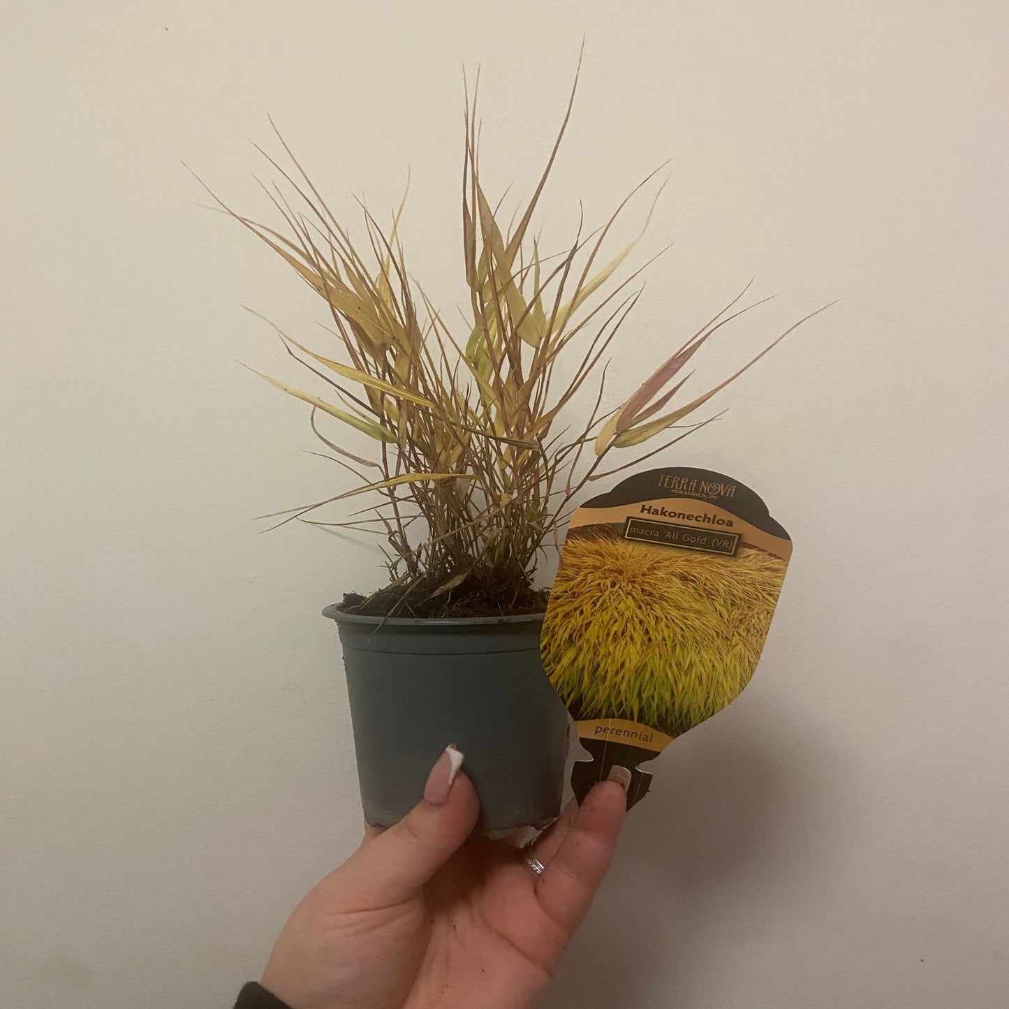Hakonechloa macra 'Allgold' Grass 9cm / 2L