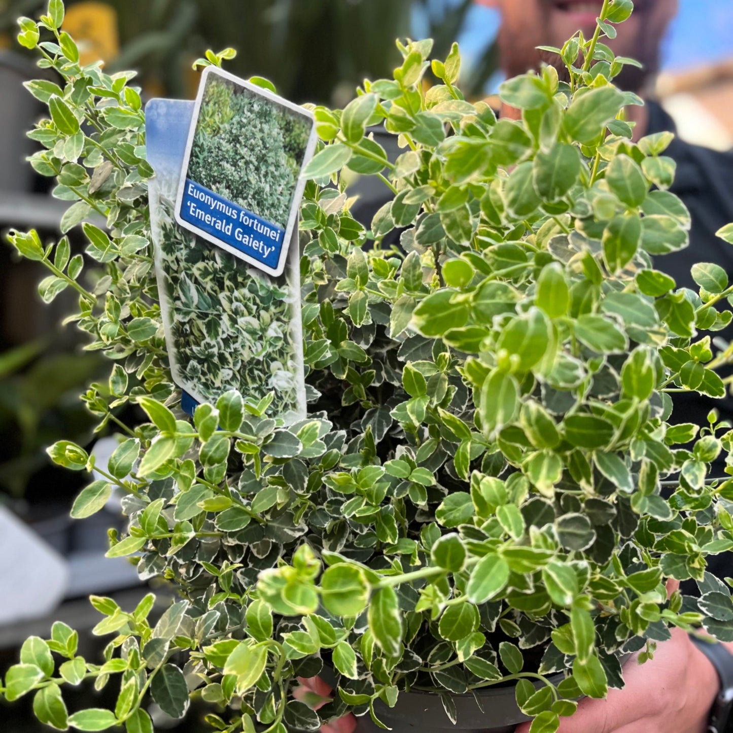 Euonymus fortunei €˜Emerald Gaiety€™ 1L / 5L