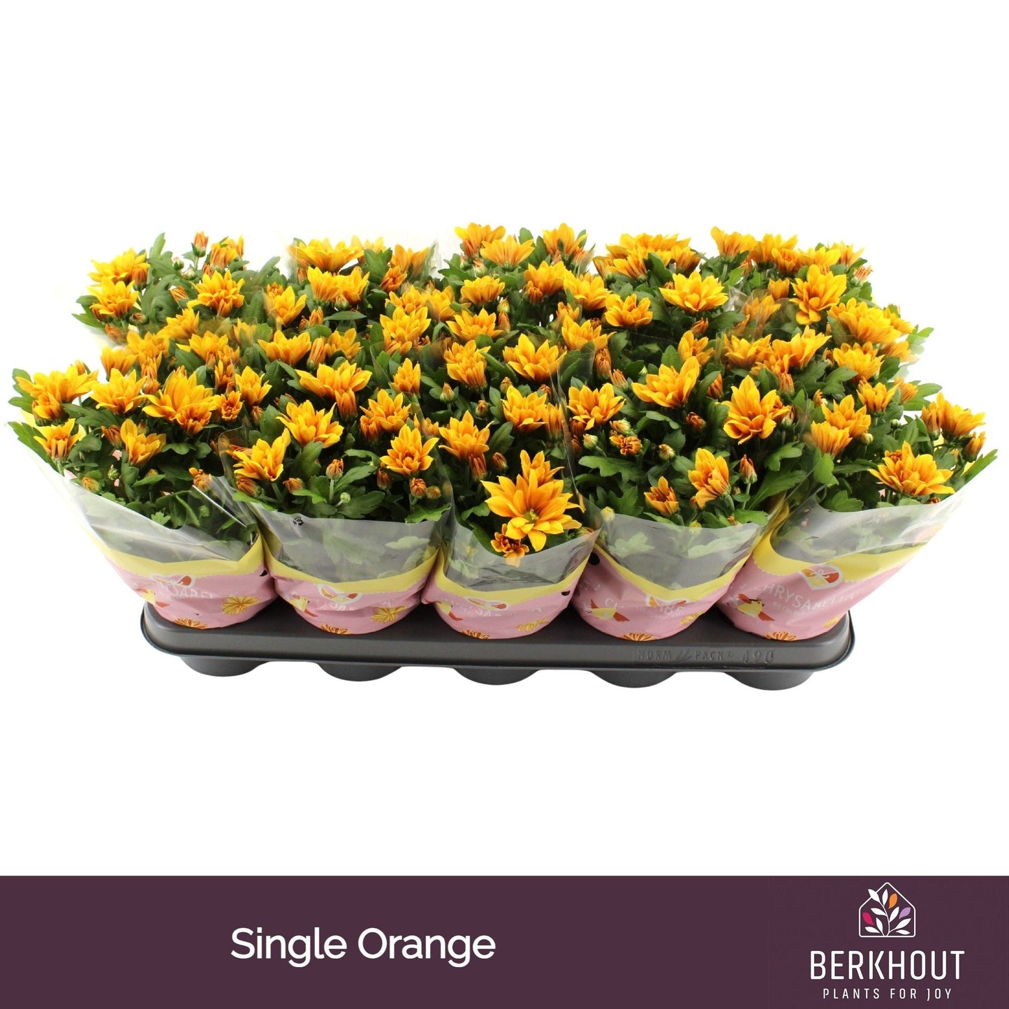 Chrysanthemum Brown Heat