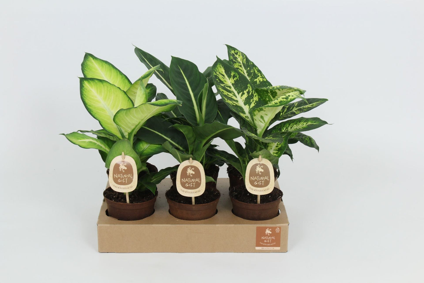 Dieff Gemengd Ecopot