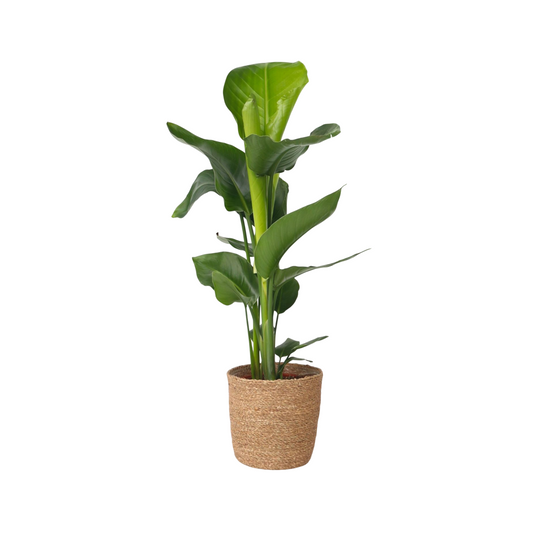 Giant Bird of Paradise - Strelitzia nicolai - Height 55-70cm - ⌀17cm