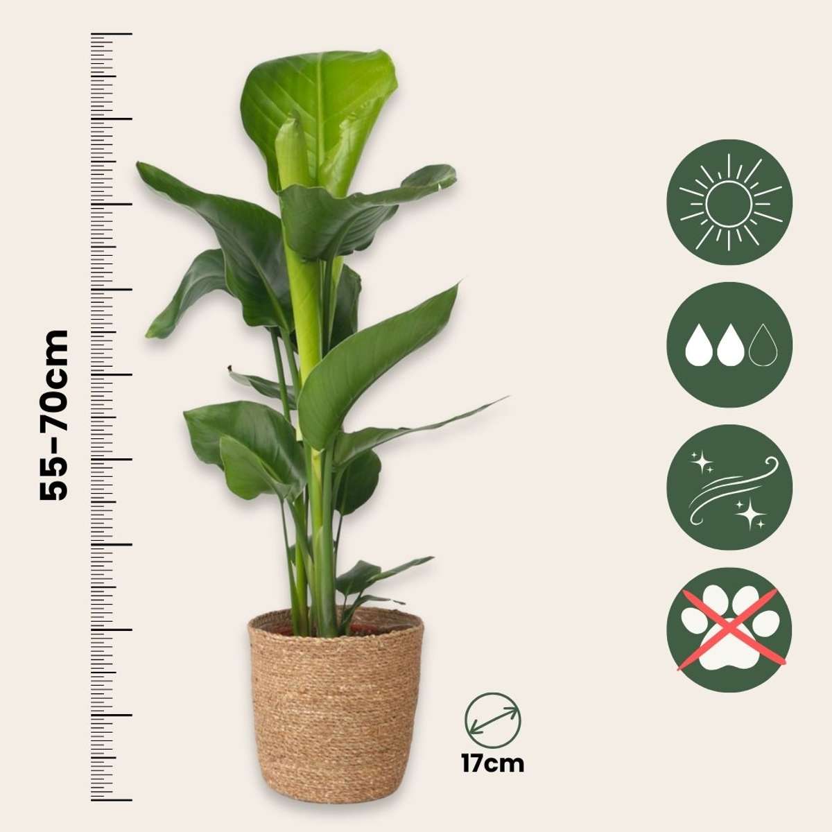 Giant Bird of Paradise - Strelitzia nicolai - Height 55-70cm - ⌀17cm