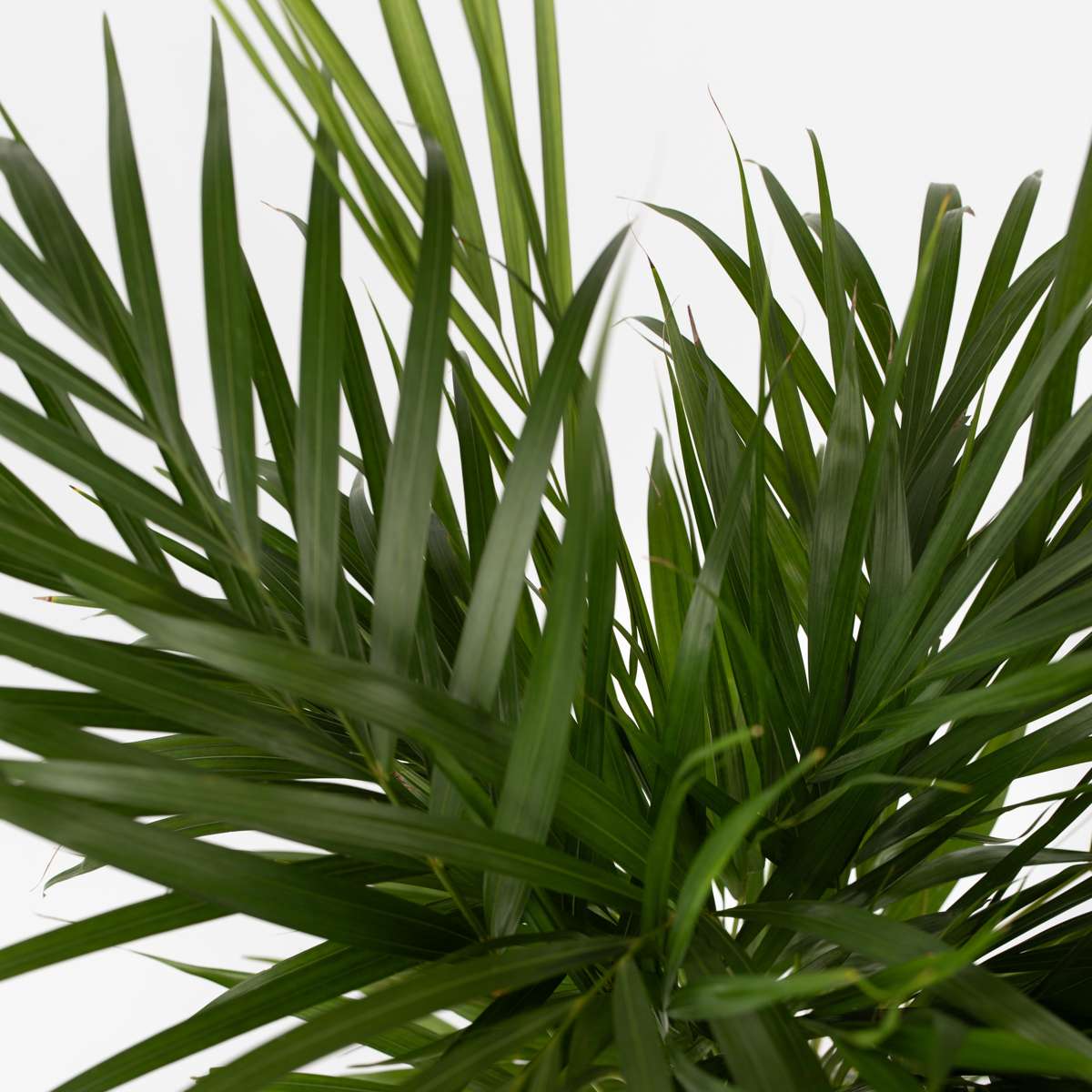 Areca palm 'Golden Cane' - Dypsis lutescens - Height 100-120cm - ⌀21cm