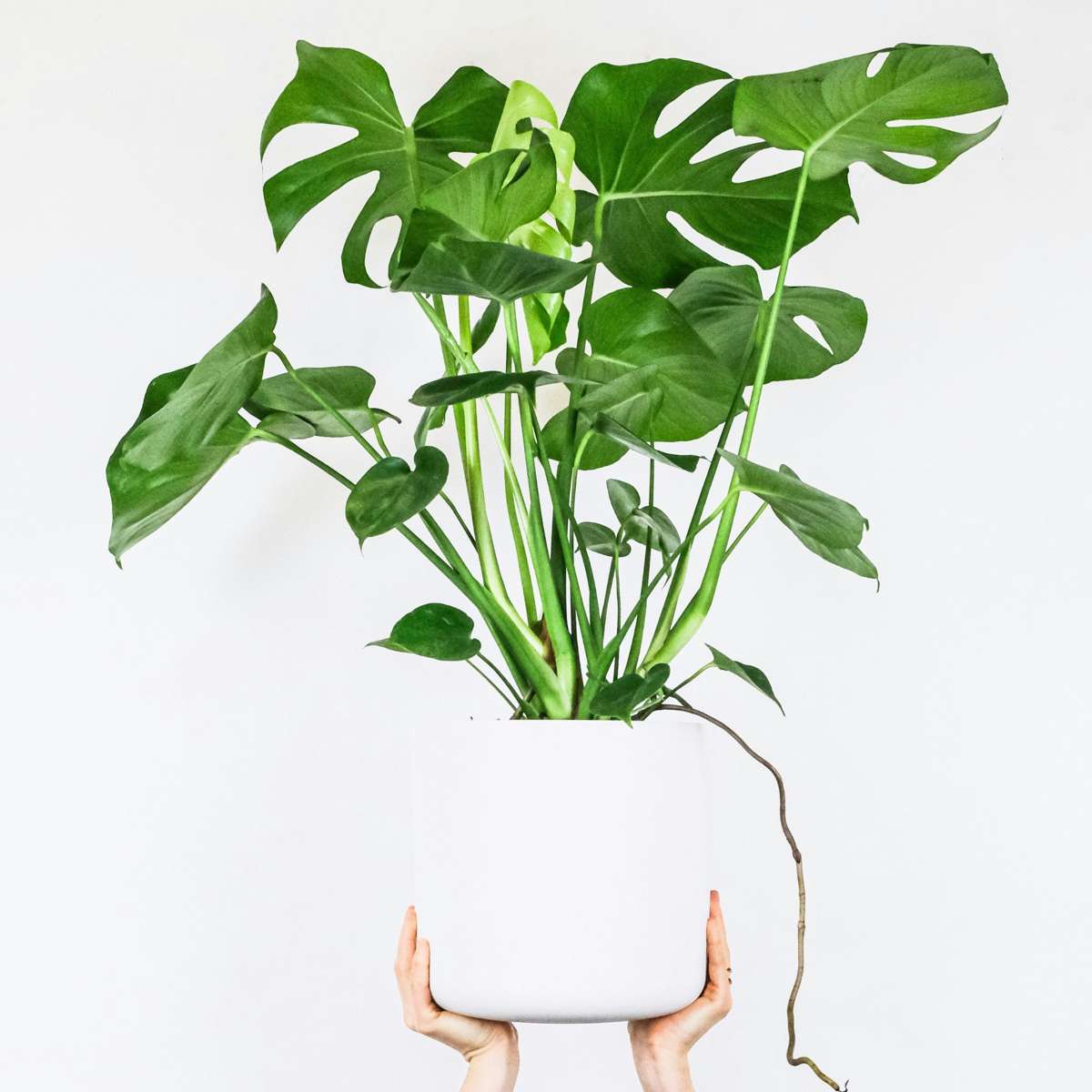 Swiss Cheese Plant - 2 pcs. - Monstera deliciosa - Height 70-80cm - ⌀21cm