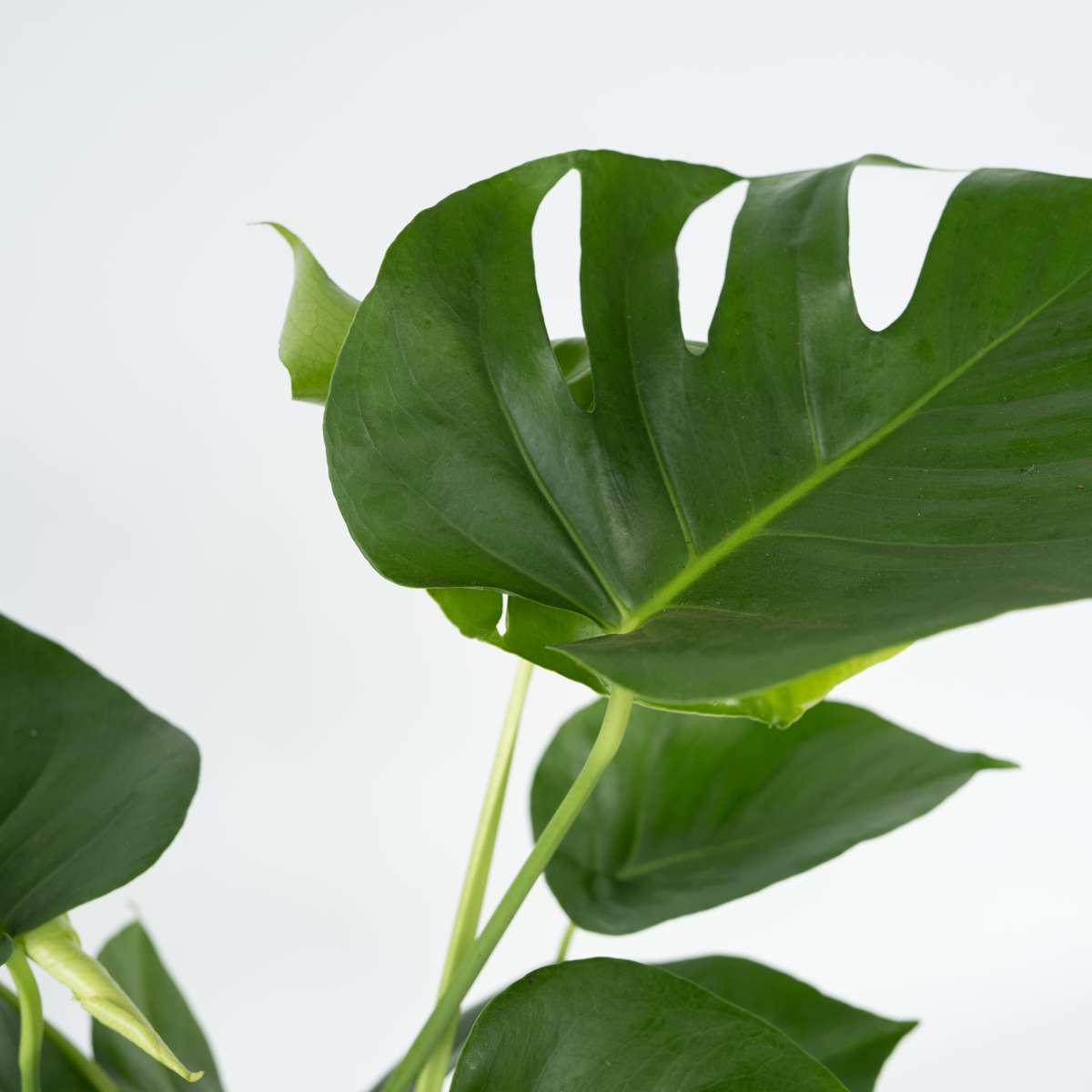 Swiss Cheese Plant - 2 pcs. - Monstera deliciosa - Height 70-80cm - ⌀21cm