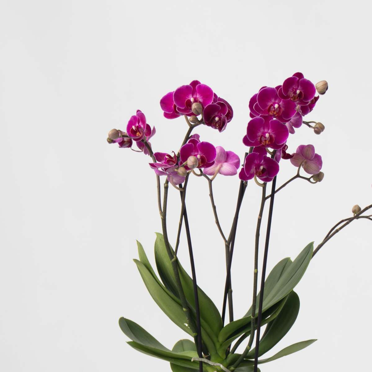Moth Orchid - x3 - Phalaenopsis Multiflora in basket - Height 35-45cm - ⌀12cm