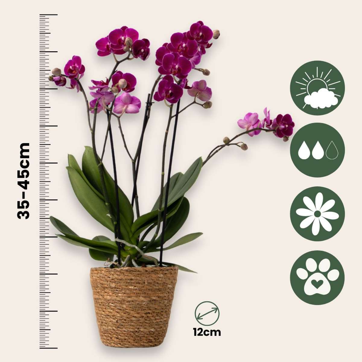 Moth Orchid - x3 - Phalaenopsis Multiflora in basket - Height 35-45cm - ⌀12cm