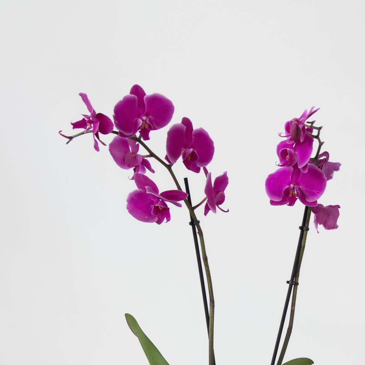 Moth orchid - Phalaenopsis - Height 50-60cm - ⌀12cm