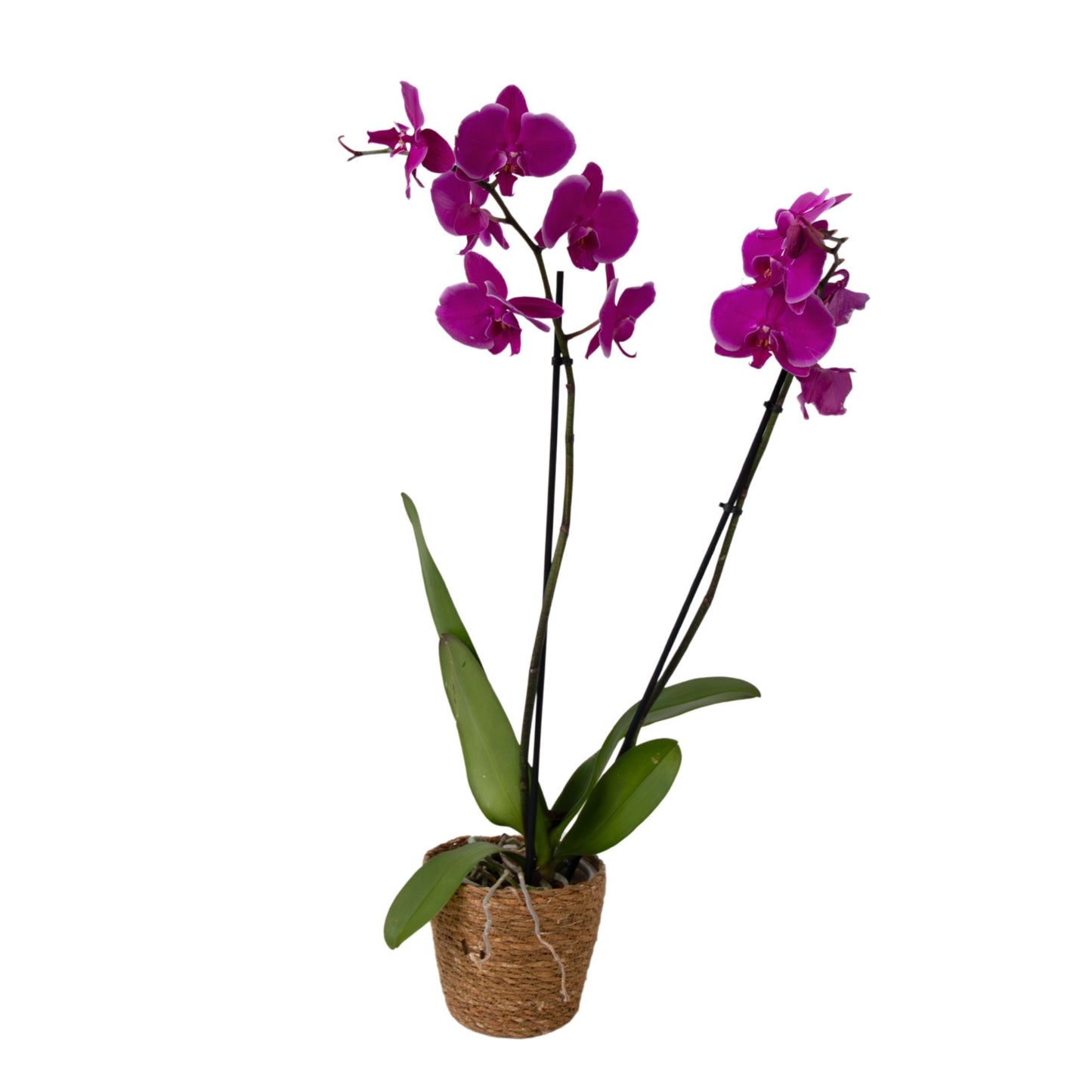 Moth orchid - Phalaenopsis - Height 50-60cm - ⌀12cm