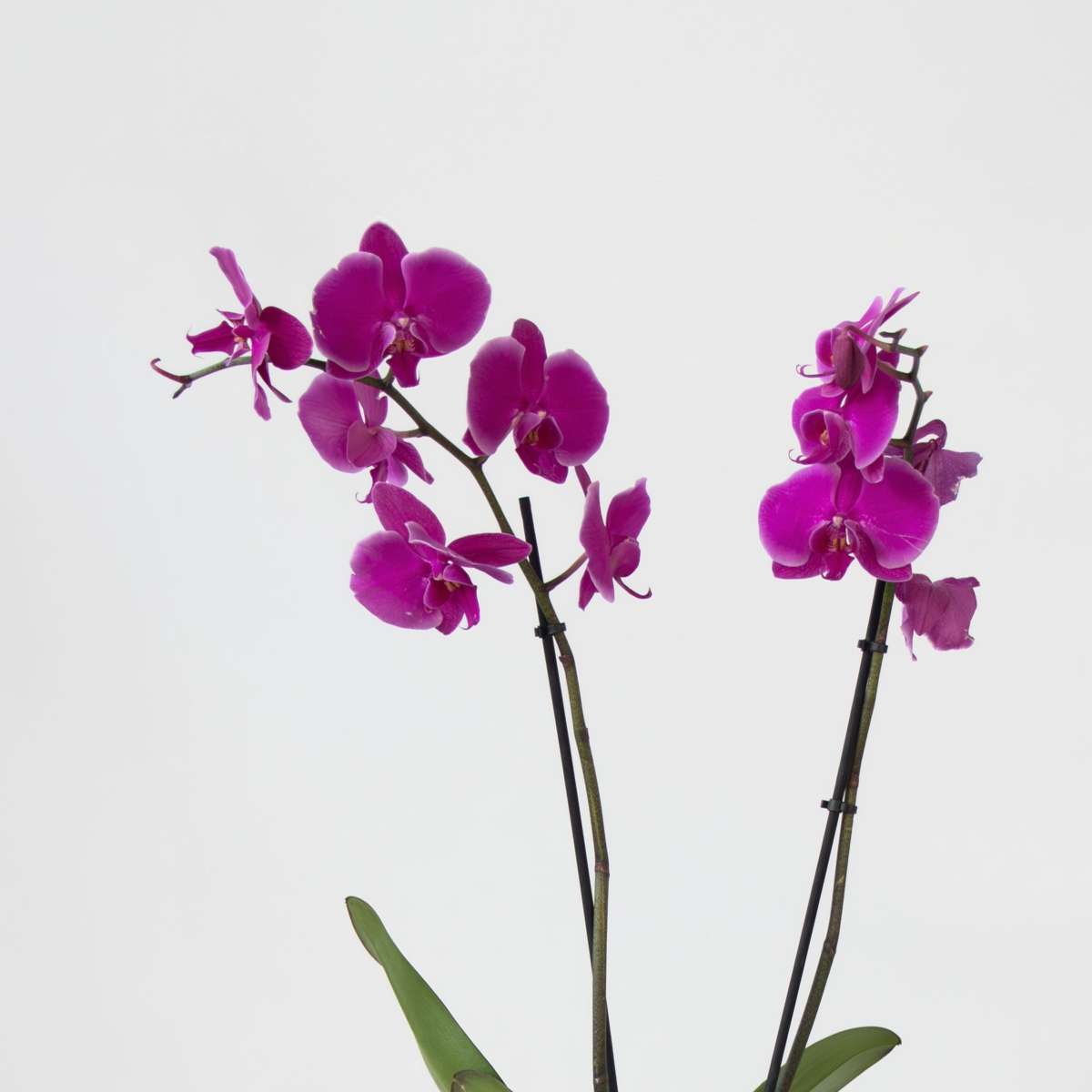 Moth Orchid - Mix of 3 - Phalaenopsis in deco basket - Height 50-60cm - ⌀12cm