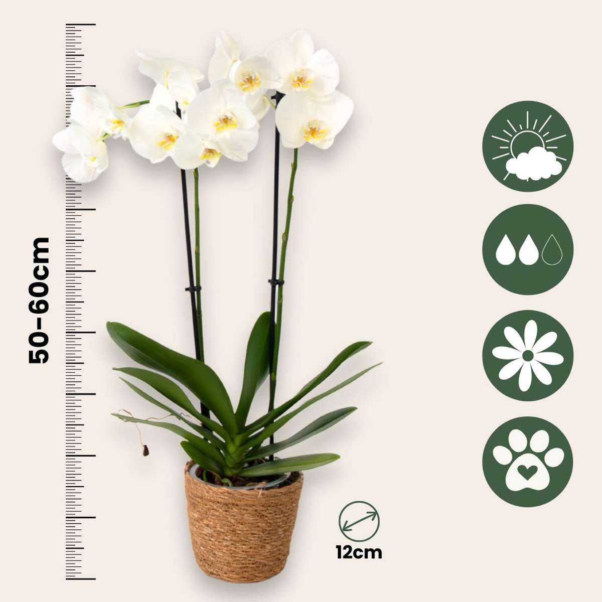 Moth Orchid - Mix of 3 - Phalaenopsis in deco basket - Height 50-60cm - ⌀12cm