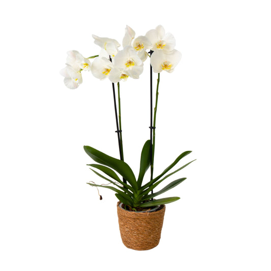 Moth orchid - Phalaenopsis - Height 50-60cm - ⌀12cm