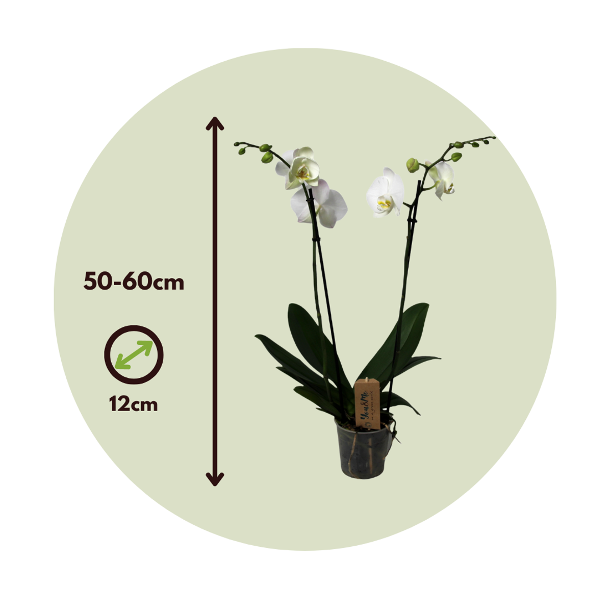 Moth orchid - Phalaenopsis - Height 50-60cm - ⌀12cm