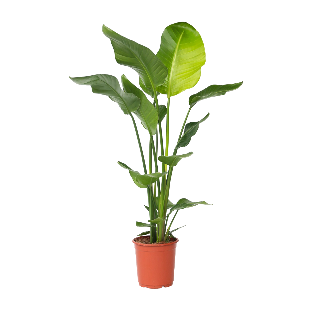 Giant Bird of Paradise - Strelitzia nicolai - Height 90-110cm - ⌀21cm
