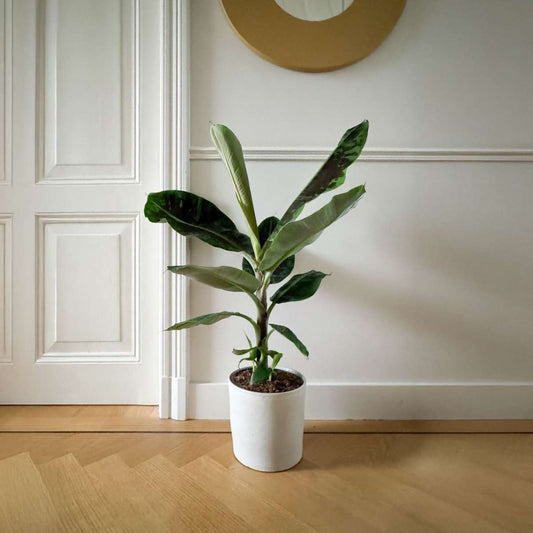 Canary banana - Musa 'Dwarf Cavendish' - Height 90-100cm - ⌀21cm