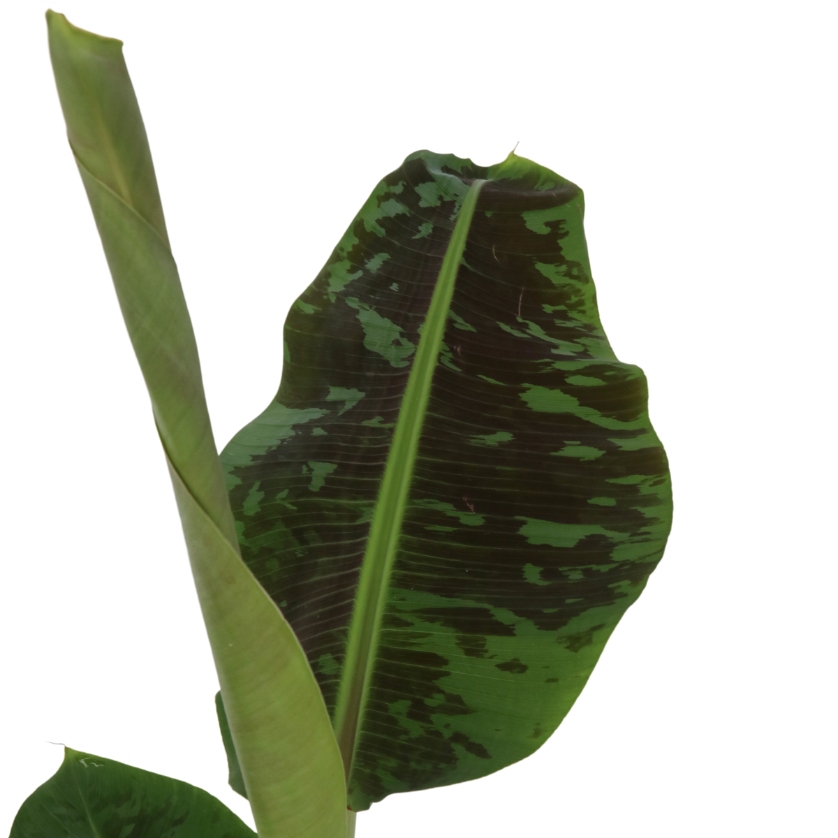 Canary banana - 2 pcs. - Musa 'Dwarf Cavendish' - Height 90-100cm - ⌀21cm