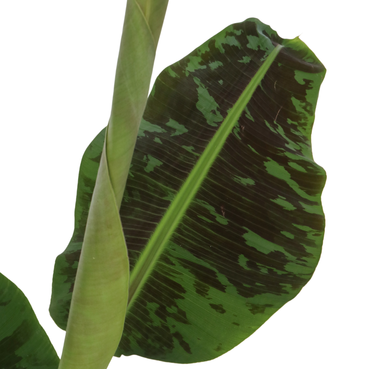 Canary banana - 2 pcs. - Musa 'Dwarf Cavendish' - Height 90-100cm - ⌀21cm