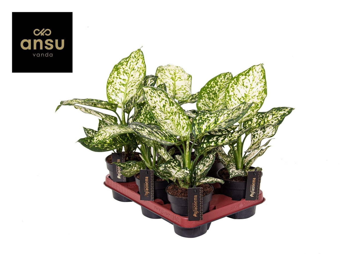 Aglaonema Ivory Jade