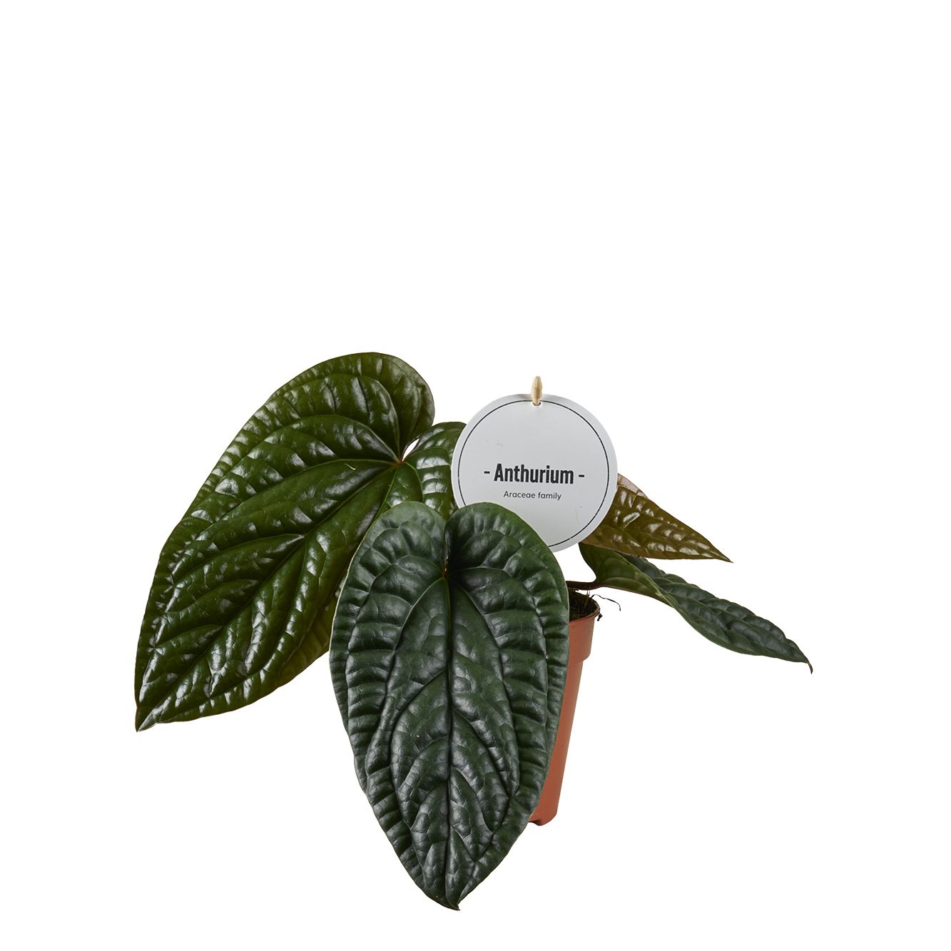 Anthurium Luurians Radicans