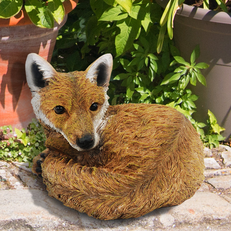 Curled Up Fox