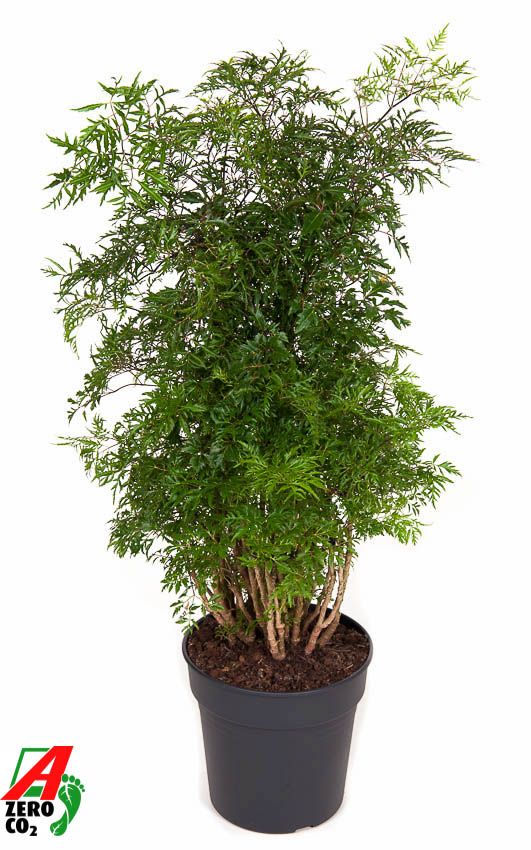 Polyscias Fr Ming Vertakt