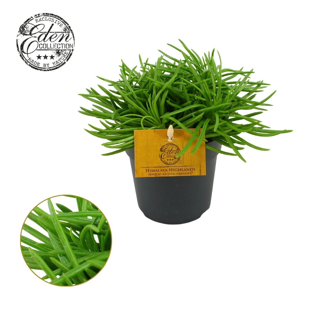 Senecio Archeri Himalaya