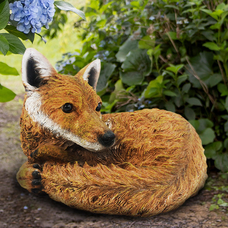 Curled Up Fox